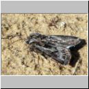 Agrotis vestigialis - Kiefernsaateule 02.jpg